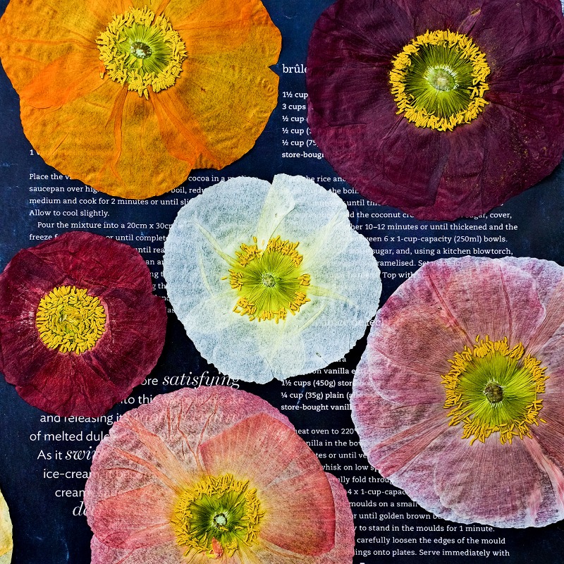 1pcs,Nature Field Poppy Presse - đánh giá và giá Art And Craft Nature