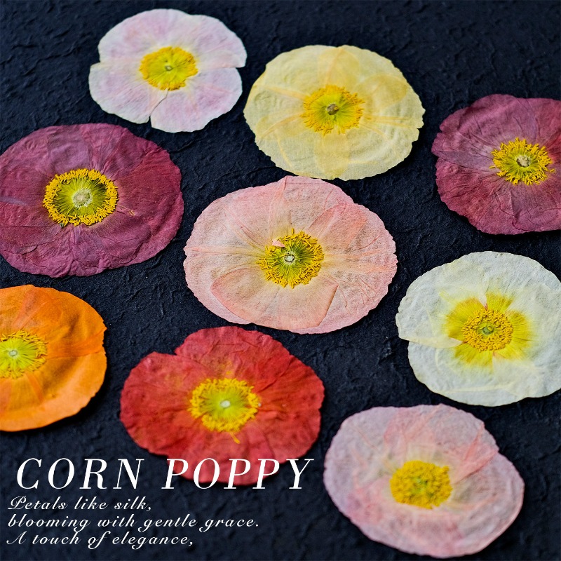 1pcs,Nature Field Poppy Presse - đánh giá và giá Art And Craft Nature
