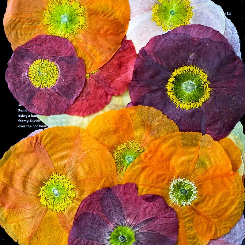 1pcs,Nature Field Poppy Presse - đánh giá và giá Art And Craft Nature