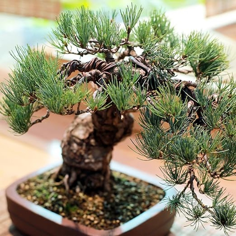 1mm Black Aluminum Bonsai Wire - đánh giá và giá Art Craft Wire